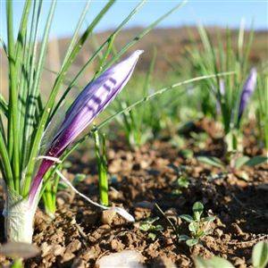 Laboratorio di degustazione dei prodotti a base di zafferano a Celle di Macra domenica 24 maggio 2026